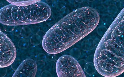 Hoe mitochondriën bepalend zijn voor ziekte en gezondheid