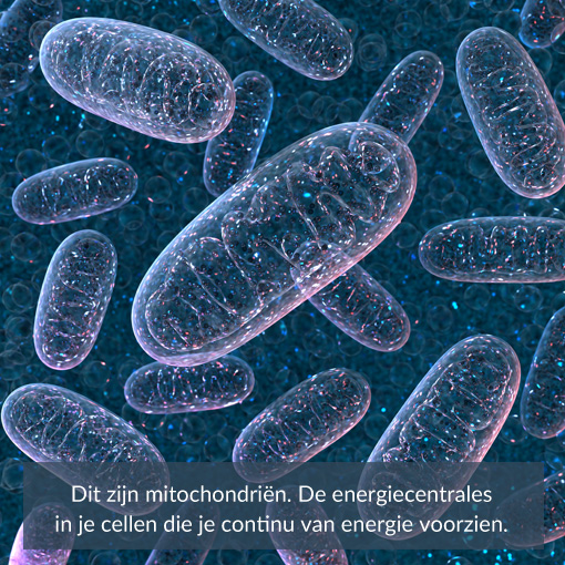 mitochondrien de energiecentrales van je cellen