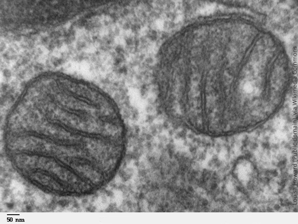 mitochondrien in een longcel
