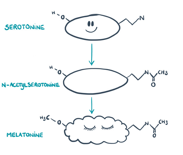 Van serotonine naar melatonine